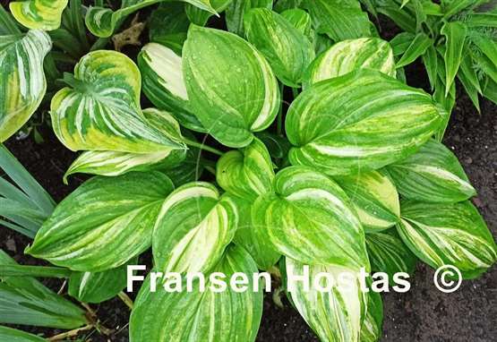 Hosta Quesadilla